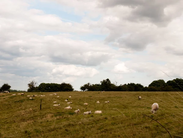Reino Unido Ovejas Pastando Campo Prado Fuera País — Foto de Stock