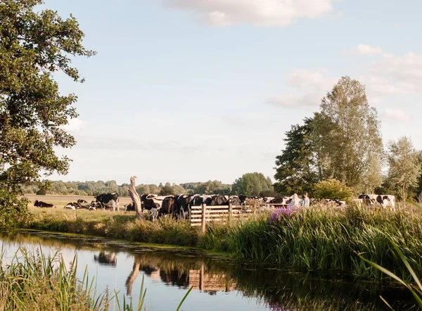 Μια Ομάδα Αγελάδων Που Εμποδίζει Μια Οικογένεια Περάσει Μια Καλοκαιρινή — Φωτογραφία Αρχείου