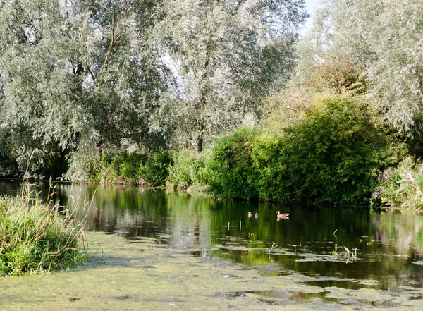 Otra Mallard Hembra Nadando Con Sus Dos Patitos Río Día — Foto de Stock