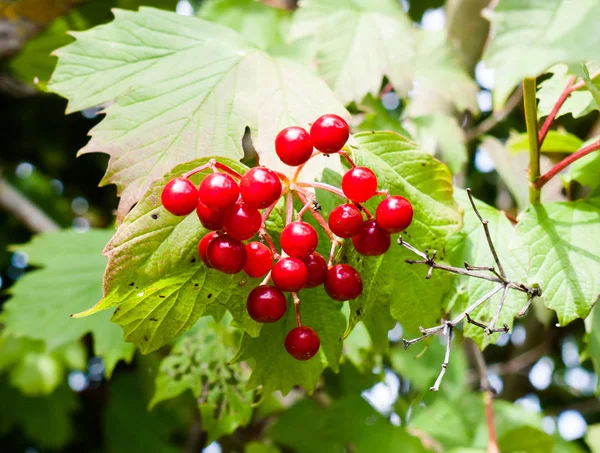 Güzel Kırmızı Böğürtlen Guelder Gülü Iburnum Opulus Yaz Işığında — Stok fotoğraf