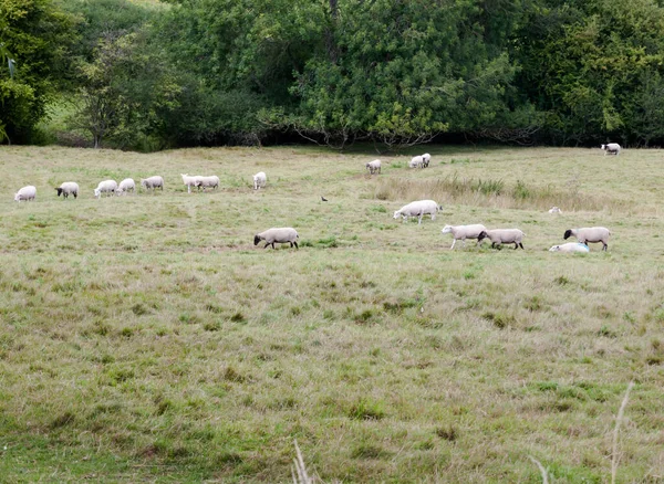 Ovejas Prado Pastizales Del Reino Unido Que Dirigen Una Dirección — Foto de Stock