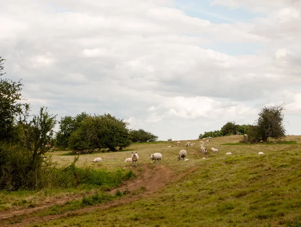 Ovejas Prado Del Reino Unido Colina Fuera Agricultura Cielo Nublado — Foto de Stock