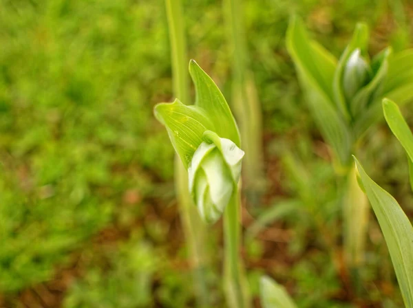 Unblown Lily Trädgården Våren Ryssland — Stockfoto