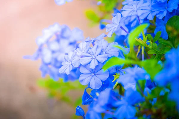 Imagem Fundo Das Flores Coloridas Natureza Fundo — Fotografia de Stock