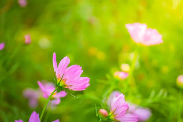 Imagem Fundo Das Flores Coloridas Natureza Fundo — Fotografia de Stock