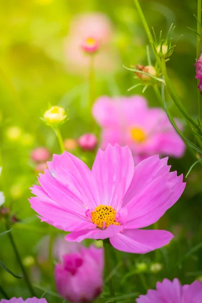 Background Image Colorful Flowers Background Nature — Stock Photo, Image