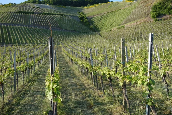 Mosel Vineyards Evening Light Swinging Patterns — Stock Photo, Image