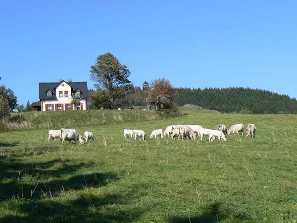 Schilderachtig Uitzicht Van Schattige Huiselijke Koeien — Stockfoto