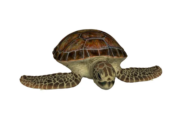Экзотические Черепахи Фауна Природы — стоковое фото