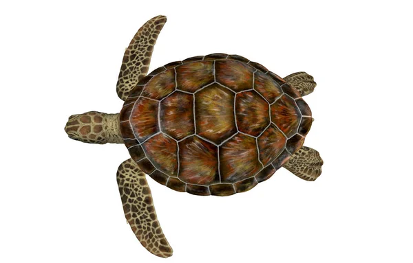 Exotische Schildkröten Naturfauna — Stockfoto