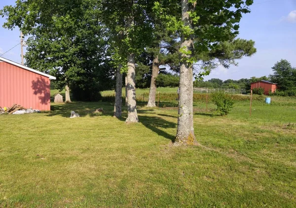 Hund Gräsmattan Ligger Skuggan Träd — Stockfoto