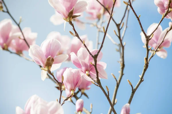 Flores Flor Magnolia Primavera —  Fotos de Stock