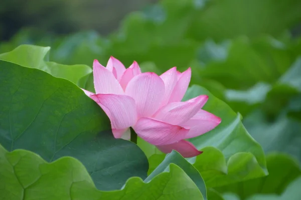 Water Lily Flowers Petals Pond Flora — Stock Photo, Image