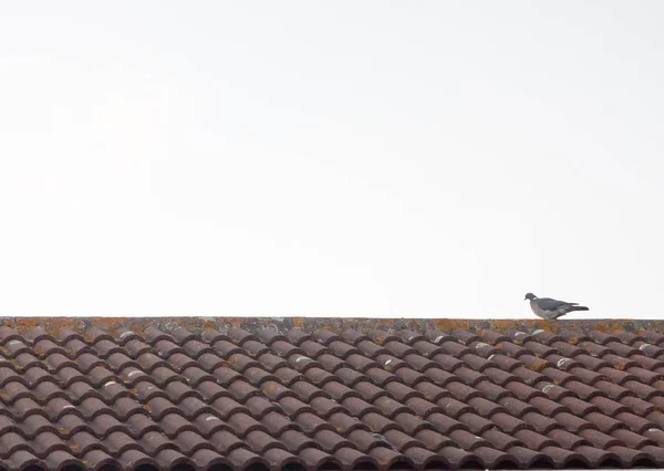 Gün Batımında Evin Çatısında Dinlenen Bir Güvercin — Stok fotoğraf