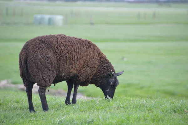 Brown Sheep Grass — стоковое фото