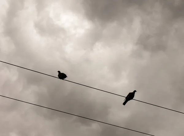 Dos Palomas Afuera Parte Superior Una Silueta Línea Eléctrica Tren —  Fotos de Stock