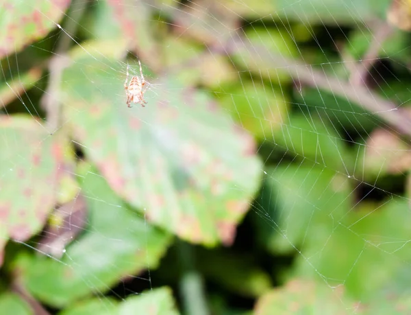 Pavouk Čeká Plný Web Uprostřed Listy Pozadí — Stock fotografie