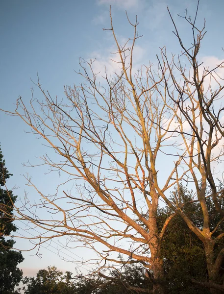 Atemberaubende Sonnenuntergang Sonnenbeschienen Nackten Bäumen Sommer — Stockfoto