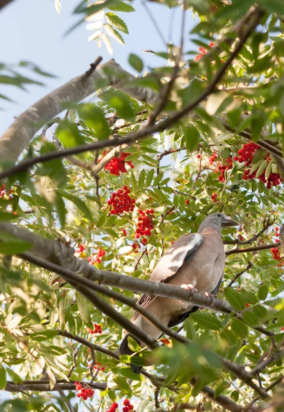 아래에서 수있는 야생의 산딸기 나무에 비둘기 — 스톡 사진
