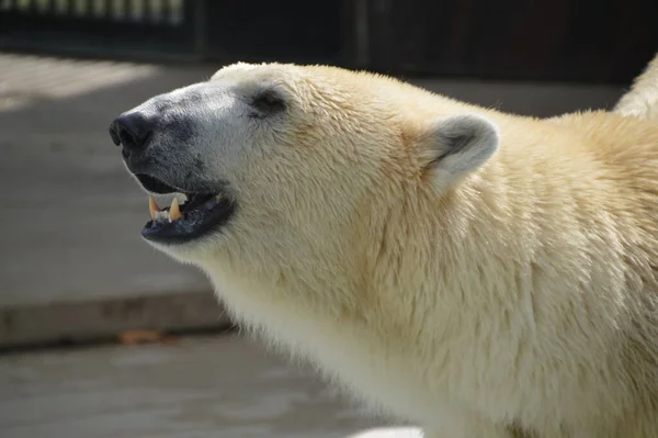 Depredador Del Oso Polar Blanco — Foto de Stock
