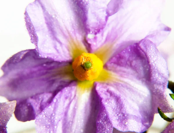 紫色の小さなきれいな花黄色の中心に近い水の露滴白の背景 — ストック写真