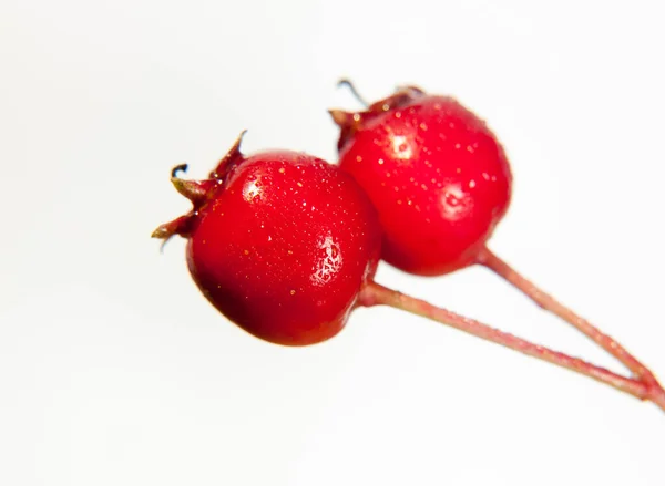 Two Close Wet Water Dew Droplet Red Hawthorn Berries Crataegus — Stock Photo, Image