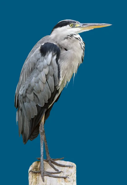 Great Blue Heron Ardea Cinerea Μπροστά Από Μπλε Φόντο — Φωτογραφία Αρχείου