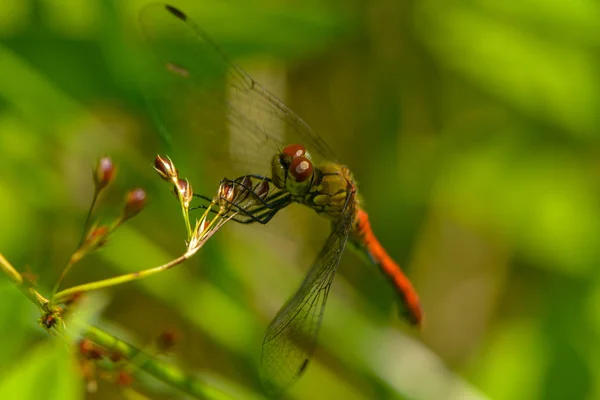 Owady Ważki Przyroda Entomologia — Zdjęcie stockowe