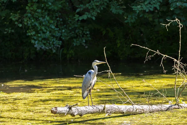 Aussichtsreicher Blick Auf Den Reiher Der Natur — Stockfoto