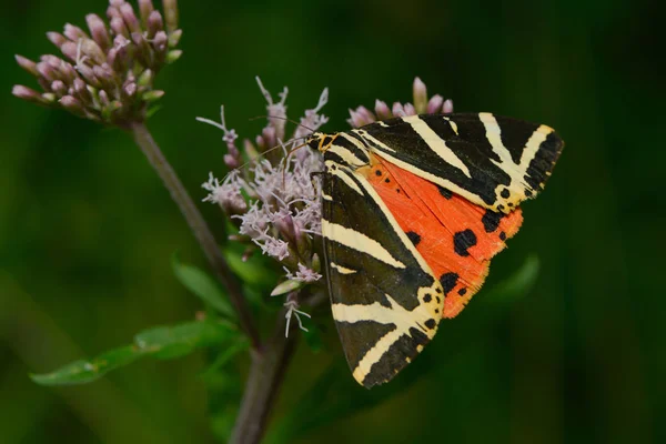 Ruský Medvěd Rozkvětu — Stock fotografie