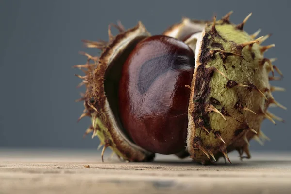 Buckeye Fresco Castanha Cavalo Outono Com Cápsulas — Fotografia de Stock