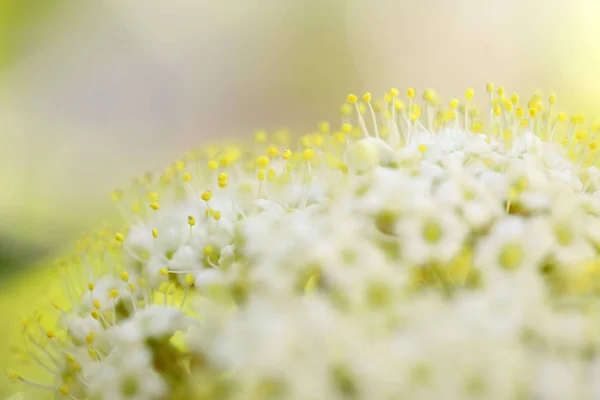 Лепестки Белых Цветов Весенняя Летняя Флора — стоковое фото
