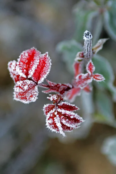 Морозний Візерунок Холодна Зима — стокове фото