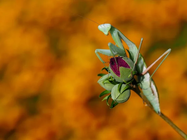 Mantis Insects Prey Bug — Stock Photo, Image