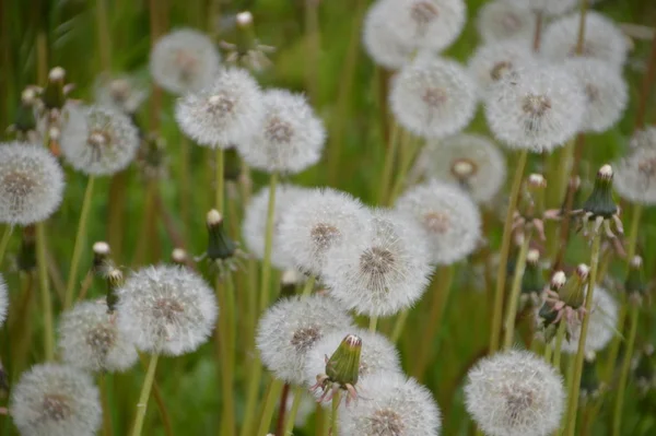 Pole Obyčejný Pampeliška Pampelišky Nizozemí Bílá Květiny Zblizka — Stock fotografie