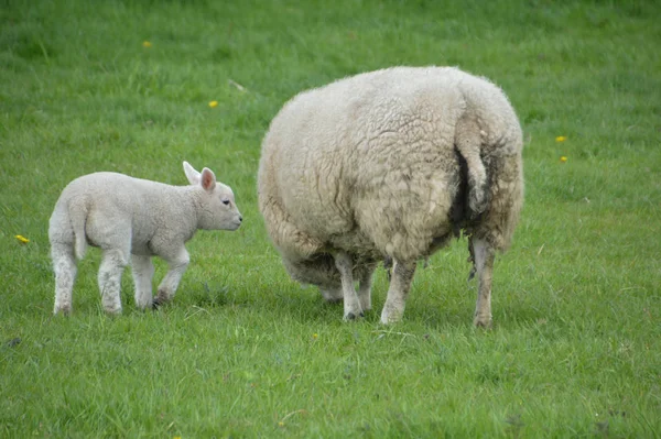 Mother Sheep Lamb — Stock Photo, Image
