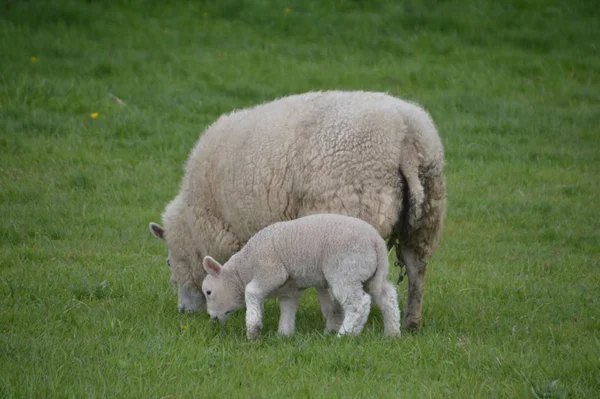 Domestic Sheep Pasture — Stock Photo, Image