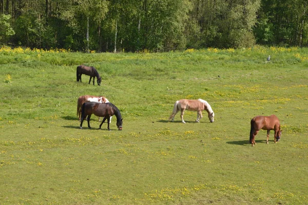 Chevaux Debout Sur Une Terre Agricole Autour Diemen Pays Bas — Photo