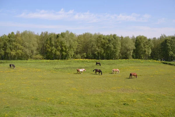 Άλογα Που Στέκονται Ένα Αγρόκτημα Γύρω Από Diemen Κάτω Χώρες — Φωτογραφία Αρχείου