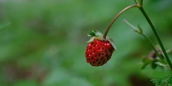 Red Ripe Fruit Wild Strawberry Fragaria Vesca — Stock Photo, Image