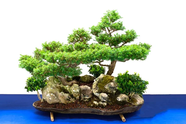 Bonsai Növekvő Növény — Stock Fotó