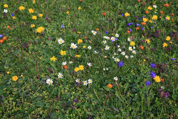 Naturalny Park Puez Geisler Grupie Peitlerkofler 2875 — Zdjęcie stockowe