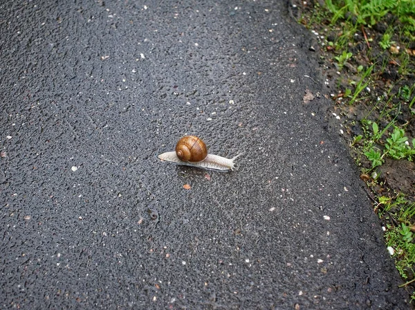 Caracol Grande Rastejando Asfalto Pavimento Moscou — Fotografia de Stock