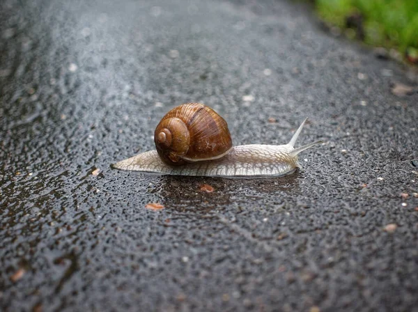 莫斯科 一个巨大的蜗牛爬行在沥青路面上 — 图库照片