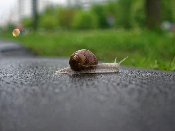 Big Snail Crawling Asphalt Pavement Moscow — Stock Photo, Image