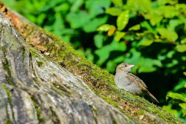 Vue Panoramique Mignon Oiseau Moineau — Photo