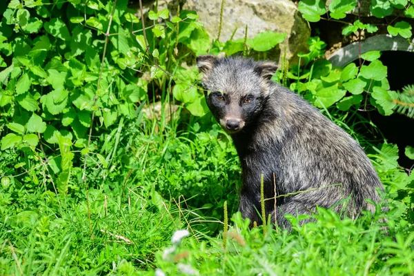 Raton Laveur Animal Faune Mammifère Famille Des Procyonidés — Photo