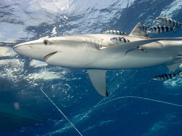 海洋鲨鱼 危险的掠食者 — 图库照片