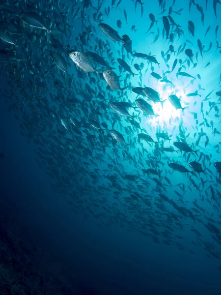 Scenic View Underwater World — Stockfoto