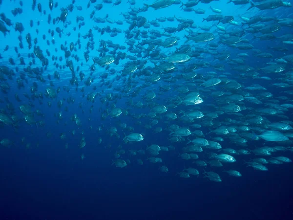 Szenischer Blick Auf Die Unterwasserwelt — Stockfoto